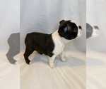 Small #1 Boston Terrier