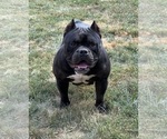 Small #1 American Bully