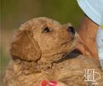 Puppy 2 Goldendoodle-Poodle (Standard) Mix