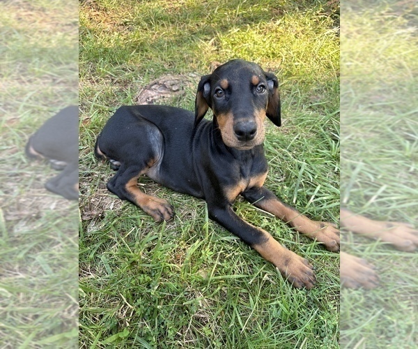 Medium Photo #1 Doberman Pinscher Puppy For Sale in GAINESVILLE, VA, USA