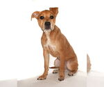 Small #2 American Staffordshire Terrier-Labrador Retriever Mix