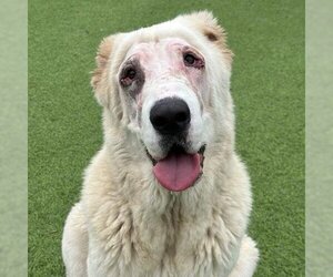 Great Pyrenees Dogs for adoption in Camarillo, CA, USA