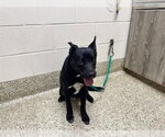 TIMMITT - Male Labrador Retriever-Unknown Mix Dog for Adoption - Small photo