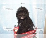 Small Photo #2 Poodle (Miniature) Puppy For Sale in SANGER, TX, USA