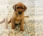Small Photo #7 Labrador Retriever Puppy For Sale in STEVENS, PA, USA