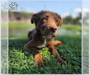 Labrador Retriever-Siberian Husky Mix Dogs for adoption in Sugar Land, TX, USA