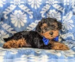 Small Photo #3 YorkiePoo Puppy For Sale in LINCOLN UNIV, PA, USA