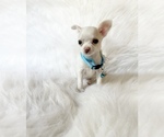 Small #1 Chihuahua