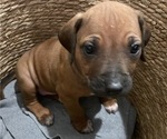 Small Photo #50 Rhodesian Ridgeback Puppy For Sale in BOERNE, TX, USA