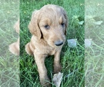 Small Photo #48 Goldendoodle Puppy For Sale in EATON RAPIDS, MI, USA