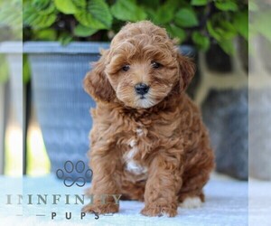 Goldendoodle (Miniature) Puppy for sale in EAST EARL, PA, USA