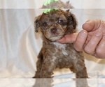 Small #2 Poodle (Toy)