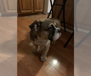 English Bulldogge Puppy for sale in QUEENS, NY, USA