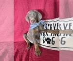 Small #4 Doberman Pinscher