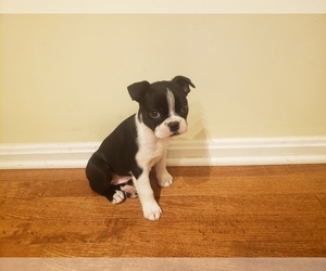 Boston Terrier Puppy for sale in BALTIMORE, MD, USA
