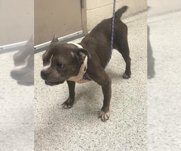 Medium Photo #1 American Bulldog-Unknown Mix Puppy For Sale in Conroe, TX, USA