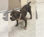 Small American Bulldog Mix
