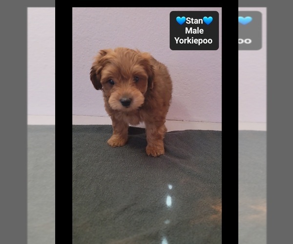 Medium Photo #2 Yorkipoo Puppy For Sale in TUCSON, AZ, USA
