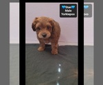Stan - Male Yorkipoo Puppy for Sale - Photo #2