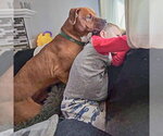 Small #5 Vizsla Mix