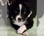 Puppy Ceasar Miniature American Shepherd