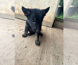 German Shepherd Dog Puppy for sale in TRENTON, TN, USA