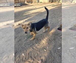 Molly - Female Mutt Dog for Adoption - Photo #3