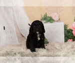 Small Photo #12 Cocker Spaniel-Poodle (Miniature) Mix Puppy For Sale in WARSAW, IN, USA