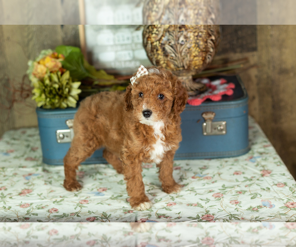 Medium Photo #4 Miniature Labradoodle Puppy For Sale in NAPPANEE, IN, USA