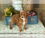 Small #2 Miniature Labradoodle