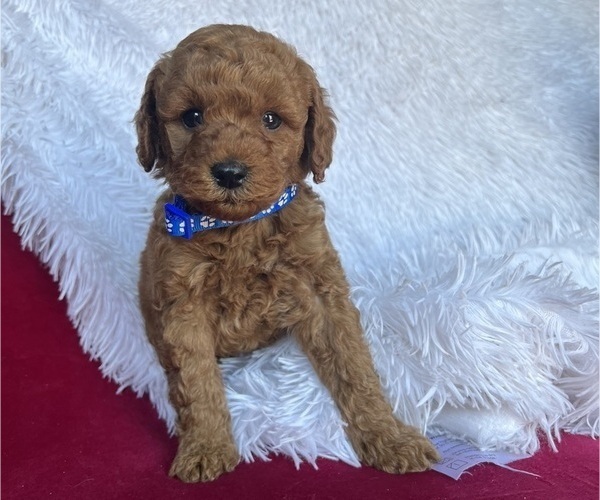Medium Photo #10 Goldendoodle (Miniature) Puppy For Sale in SAN FERNANDO, CA, USA