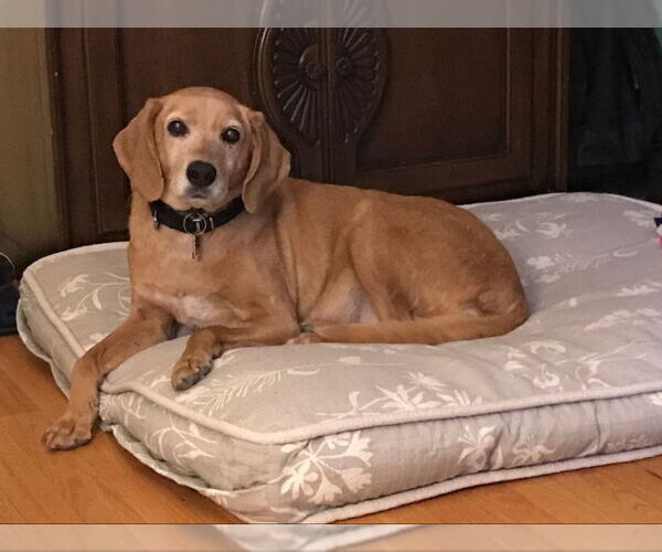 Medium Photo #2 Mutt Puppy For Sale in Fairfax, VA, USA