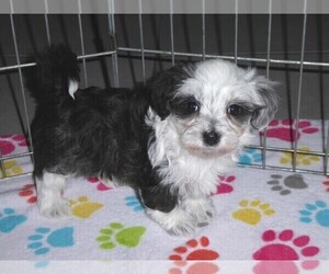 Maltese-Poodle (Toy) Mix Puppy for sale in ORO VALLEY, AZ, USA