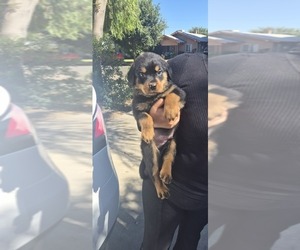 Rottweiler Puppy for sale in FRESNO, CA, USA