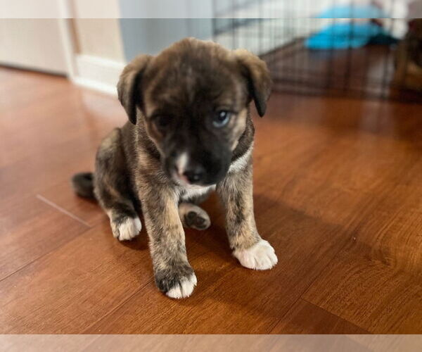Medium Photo #1 American Staffordshire Terrier-German Shepherd Dog Mix Puppy For Sale in Chester, VA, USA