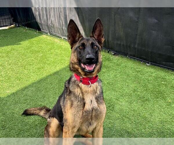 Medium Photo #3 German Shepherd Dog Puppy For Sale in Orange, CA, USA