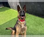 Small #2 German Shepherd Dog