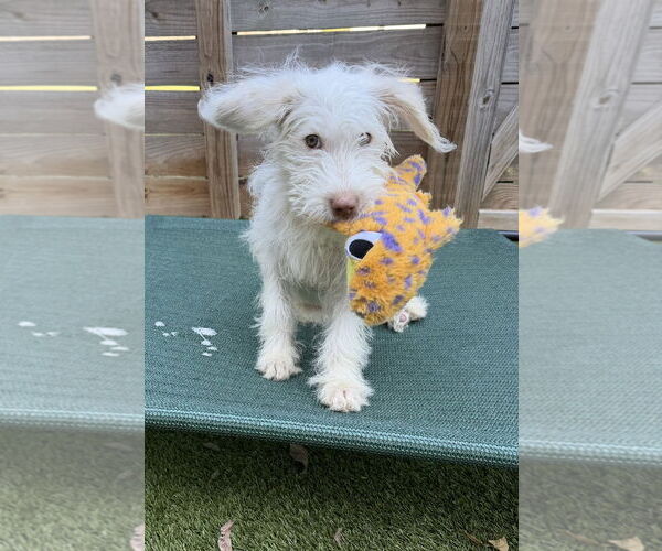 Medium Photo #9 Mutt Puppy For Sale in Arlington, VA, USA
