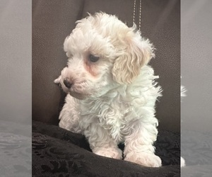 Maltipoo Puppy for sale in JASPER, GA, USA