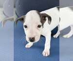 Small #4 American Pit Bull Terrier-Labrador Retriever Mix