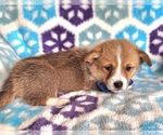 Small #1 Pembroke Welsh Corgi