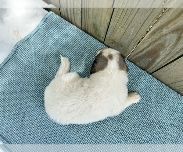 Medium Photo #7 Great Pyrenees Puppy For Sale in JERSEYVILLE, IL, USA
