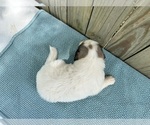 Small #2 Great Pyrenees