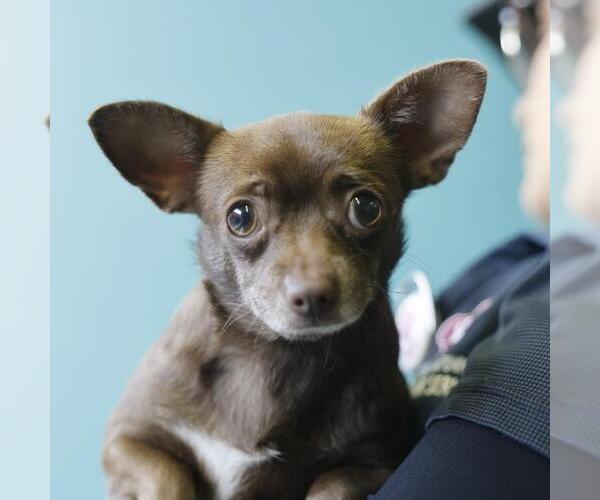 Medium Photo #1 Chihuahua-Unknown Mix Puppy For Sale in San Antonio, TX, USA