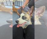 Small #2 Boxer Mix