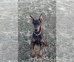 Puppy 1 Doberman Pinscher