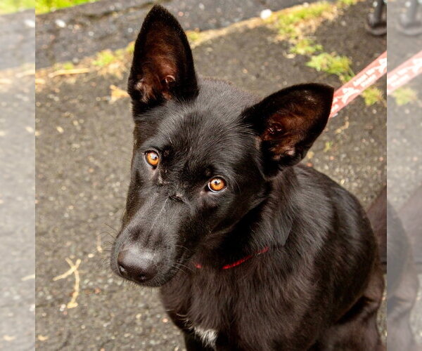 Medium Photo #3 German Shepherd Dog-Unknown Mix Puppy For Sale in Canton, CT, USA