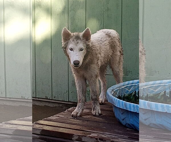 Medium Photo #7 Samoyed-Siberian Husky Mix Puppy For Sale in Pacific grove , CA, USA
