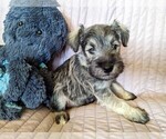 Small Photo #1 Schnauzer (Miniature) Puppy For Sale in CHAMPAIGN, IL, USA
