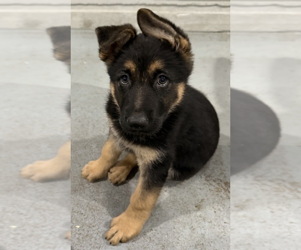 Medium Photo #8 German Shepherd Dog Puppy For Sale in BRIGHTON, CO, USA
